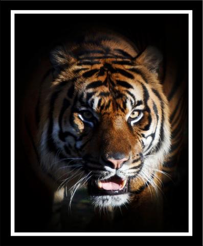 Great Cats, Bengal Tiger