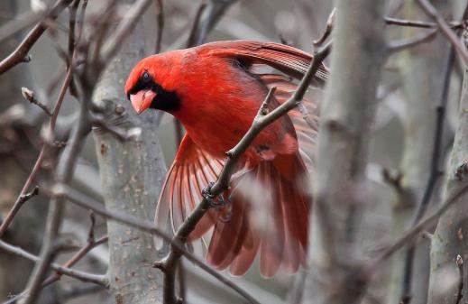 Male Northern Cardinal Or Red Bird